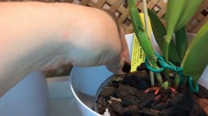 Орхидея. Cattleya Dowiana, cattleya Dowiana var. aurea March 26 2021