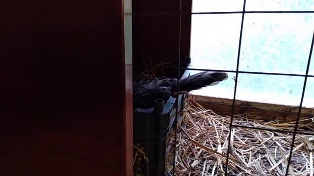 Доминаты хорошие наседки.