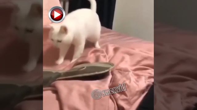 СМЕШНЫЕ ВИДЕО/КОРОТКИЕ ПРИКОЛЫ/УГАРНЫЕ ВИДОСИКИ #61 смотреть онлайн