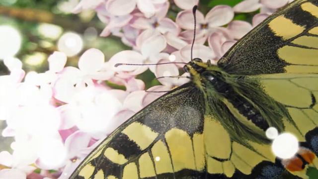 Мир глазами любителя. смотреть онлайн