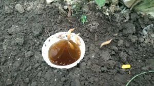 Избавиться от слизней. Пивная ловушка