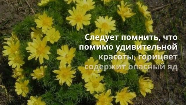 Цветок имени Людмила горицвет
