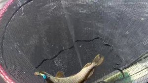 Озеро-щучка