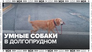 Собаки переходят дорогу по зебре – Москва 24