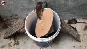 Самодельная мышеловка! Homemade Mousetrap.