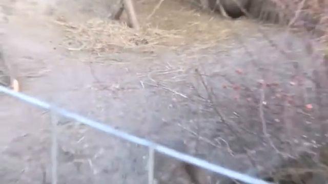 Патагонские мары — забавные животные поселились в старооскольском зоопарке смотреть онлайн