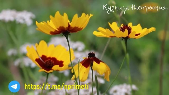 18 июня Дорофеев День. Что нельзя делать 18 июня. Народные традиции и приметы.