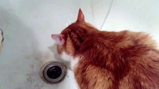 Кот пьет в ванне смотреть онлайн