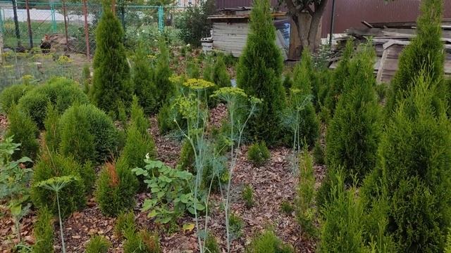 Как легко ухаживать за большим участком? Есть один гениальный помощник! смотреть онлайн