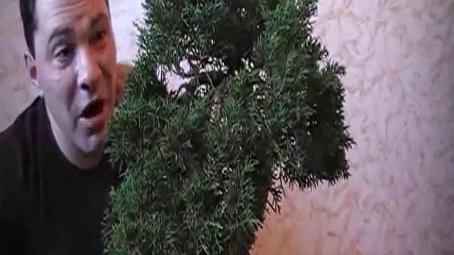 Пересадка можжевельника - Мастерская бонсай(Часть 5) смотреть онлайн