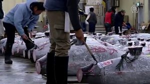 Голубого тунца продали за $615 000 на аукционе в Токио (новости)