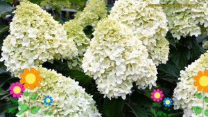 Гортензия метельчатая геркулес. Краткий обзор, описание характеристик hydrangea paniculata