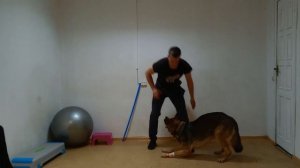 Дрессировка немецкой овчарки - занятие 3