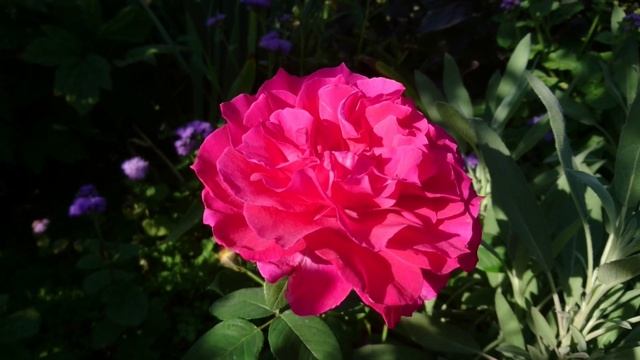 Сентябрьский обзор розы Souvenir d'Edouard Maubert. Результаты подкормок роз первого года посадки! смотреть онлайн