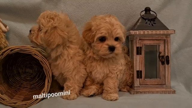 www.maltipoomini.ru  Новогодние щенки мальтипу мальчики - Ярошка и Янис