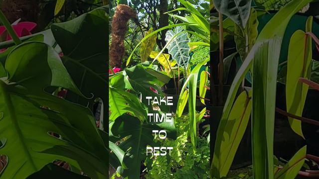 Tropical Garden/Tropical Jungle #tropicalplants # subscribe #Alocasia #Monstera #philodendron