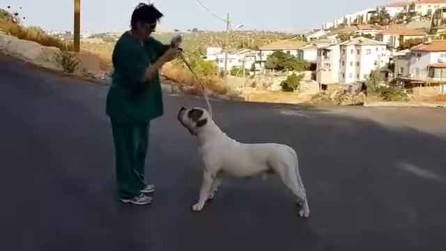 Американский бульдог готовится к выставке. смотреть онлайн