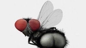 Вован-король Автор слов и исполнитель С.Воронин, Ульяновск