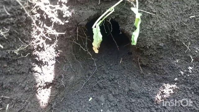 Самый надёжный способ ,ловли крота , слепыша! смотреть онлайн