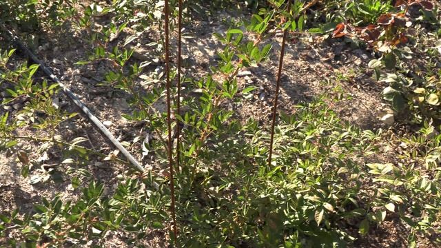 секреты капельного полива , роза ив пьяже, питомник роз полины козловой, rozarium.biz смотреть онлайн