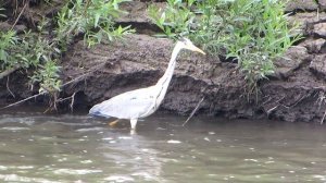 Серая цапля