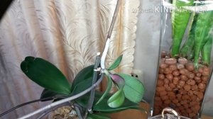 ОРХИДЕИ и их чудесные ДЕТКИ /Какие бывают детки у орхидей.