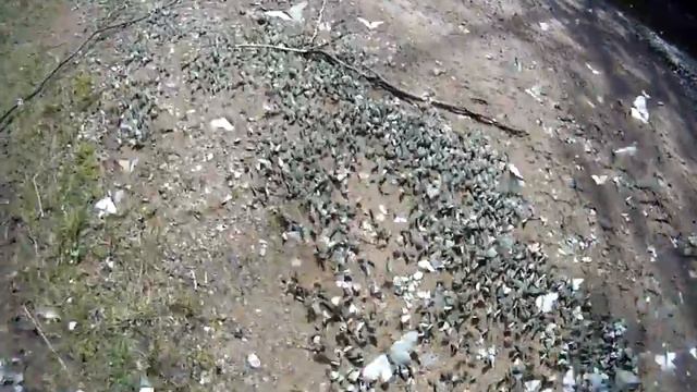 Нашествие бабочек смотреть онлайн