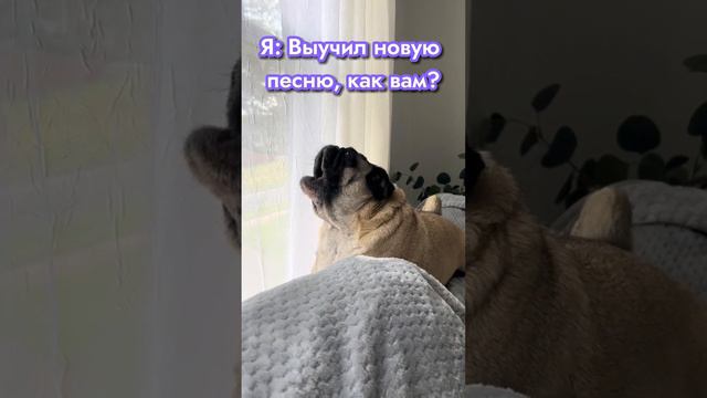 Выучил новую песню