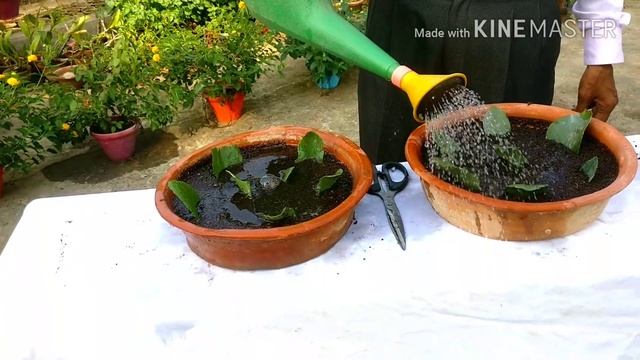 KALANCHOE Propagation from leaves. смотреть онлайн