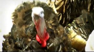 Птичий двор в Аникино