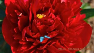 Пион травянистый Диана Паркс (paeonia diana-parks) ? обзор: как сажать, луковицы пиона Диана Паркс