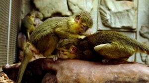 Миниатюрные приматы, гориллы вегетарианцы, талапойн