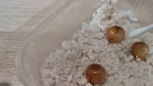 Видео 24. Проращивание семян вариегатной кливии