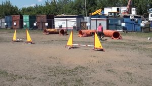 Мыша 7 мес.... первая тренировка аджилити 1