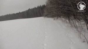 Как не надо тропить зайца.