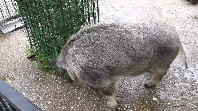 Хрюшки с удовольствием кушают палочки сухарики! Тайган смотреть онлайн