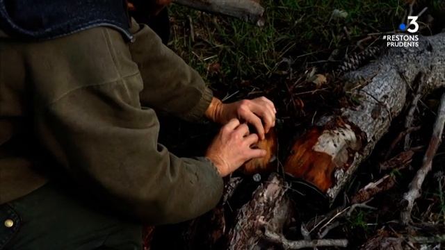 ajaccio ( permaculture ) Corse du sud UMANI смотреть онлайн