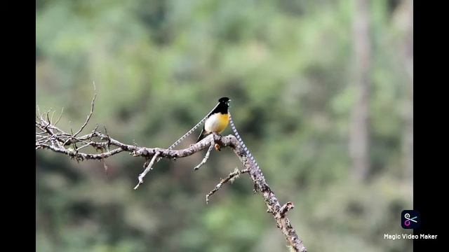 Чешуйчатая райская птица смотреть онлайн