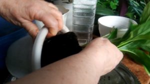 Спатифиллум - цветок женское счастье. Уход и размножение.