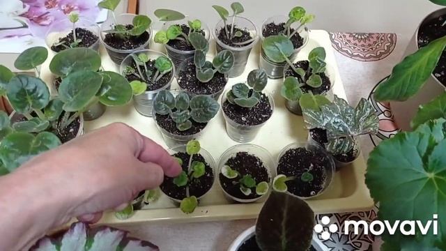 Комнатные цветы. Будни цветовода. смотреть онлайн