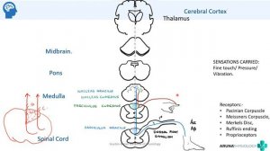 Dorsal Column- Medial Lemniscus Pathway | Neuro Physiology| | First-year MBBS