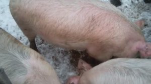 Свинья загуляла.mp4