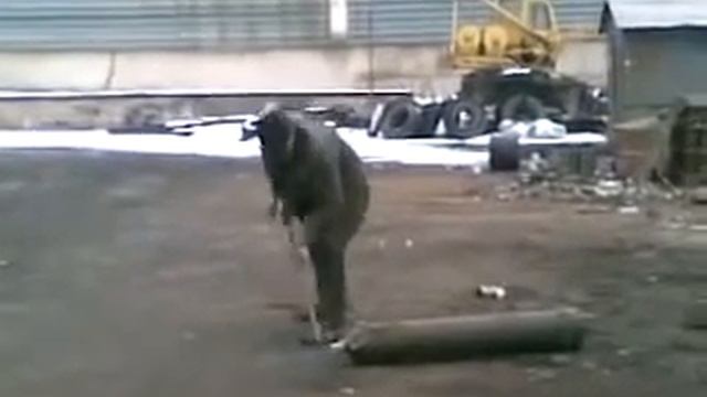 Любопытный мужик Ржачный прикол смотреть онлайн