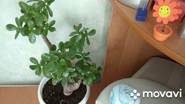 Моё второе хобби. КОМНАТНЫЕ РАСТЕНИЯ. ДЕНЕЖНОЕ ДЕРЕВО (ТОЛСТЯНКА) : УХОД ЗА НИМ В ДОМАШНИХ УСЛОВИЯХ