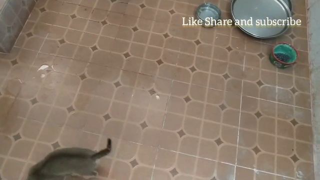 How kitty react while bathing ????#pets #petslover #cats #catslovers #cute #cutecat #love смотреть онлайн