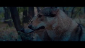 Руслан Добрый, Tural Everest-Волки