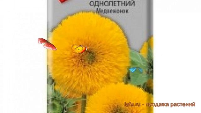 Подсолнечник однолетний Однолетний Медвежонок ? обзор: как сажать, семена подсолнечника