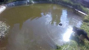 Хорошо в деревне летом. Свой пруд с карпами на участке, Немецкая овчарка.