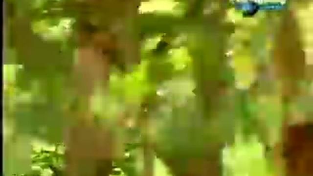 Гиббон атакует тигра!!! Супер сражение... смотреть онлайн