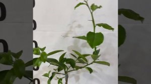 Лимон Дольче дель Бразил, лимон бразильский / limon “dolce del brasile”